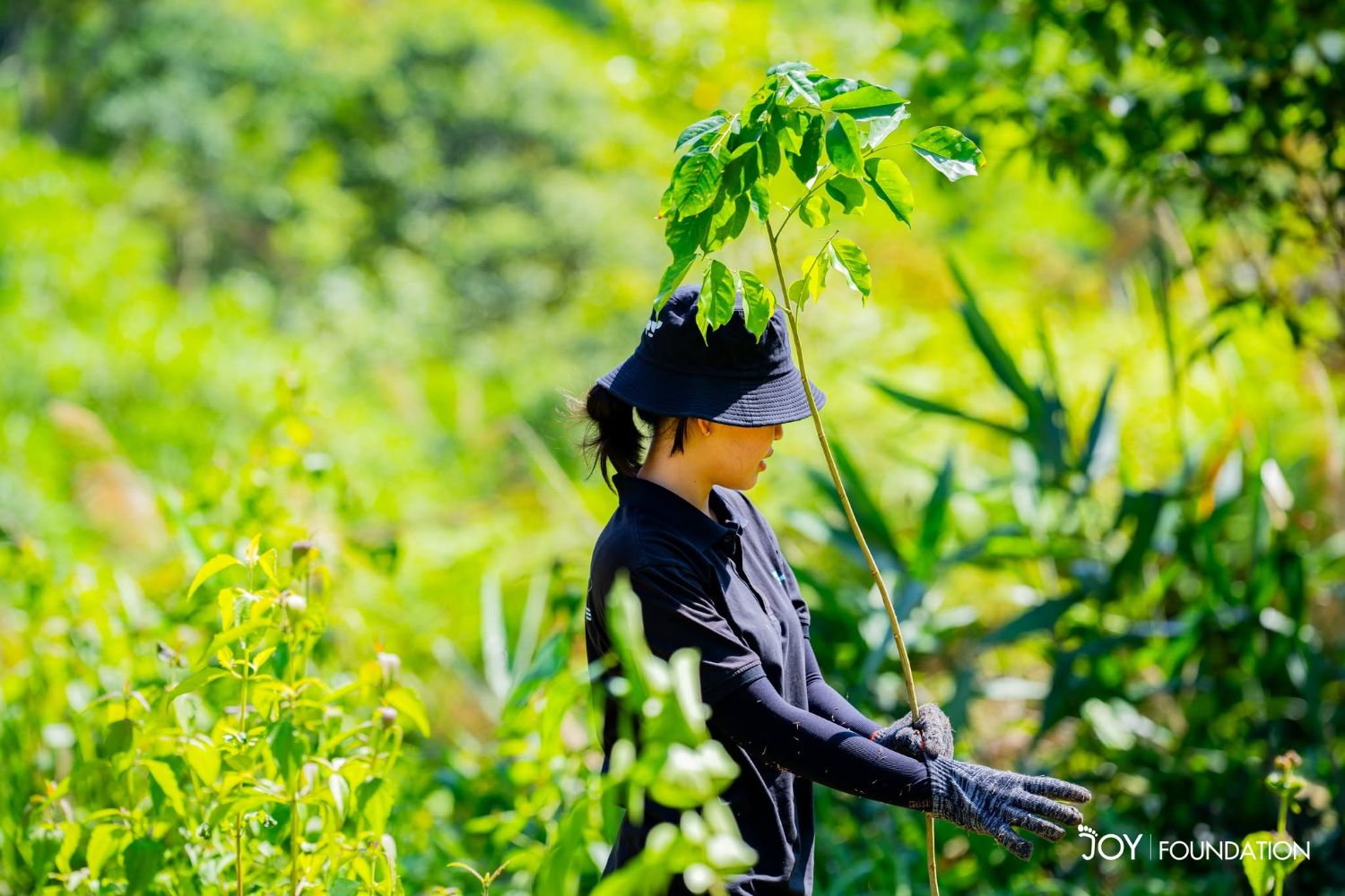 Planting a sapling in the forest